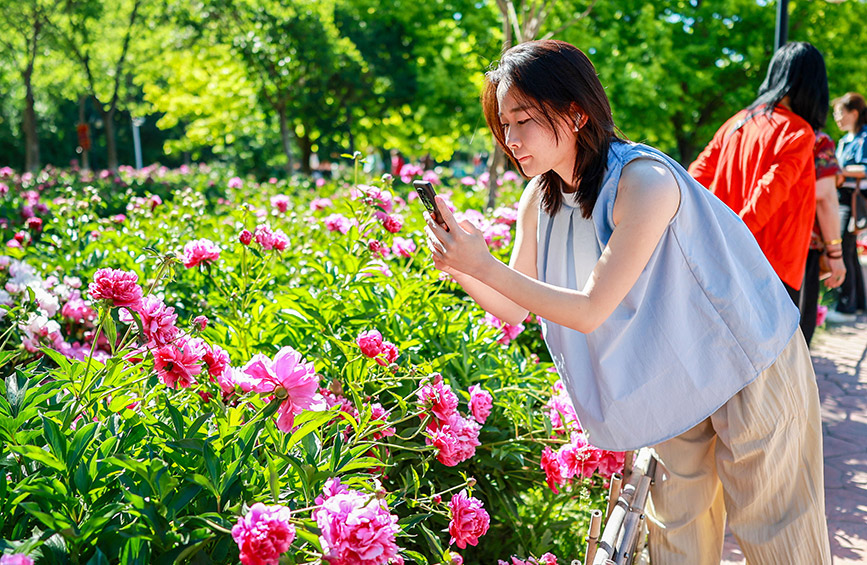 内蒙古呼和浩特：芍药花开引客来
